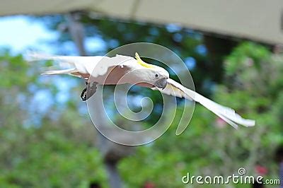 White Macaw In Flight Royalty Free Stock Image - Image: 22969816