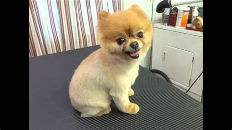 Pomeranian Puppy Cut Before After