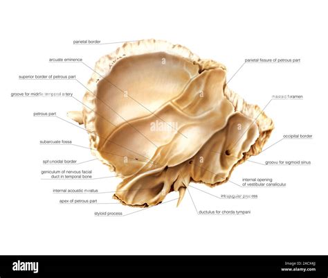 Ilustración de el hueso temporal del cráneo. Esta es una vista medial (etiquetado). Ilustración ...