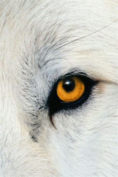 38 best images about Wolf eye, wolf eyes on Pinterest | Wolves, Arctic wolf and Eyes