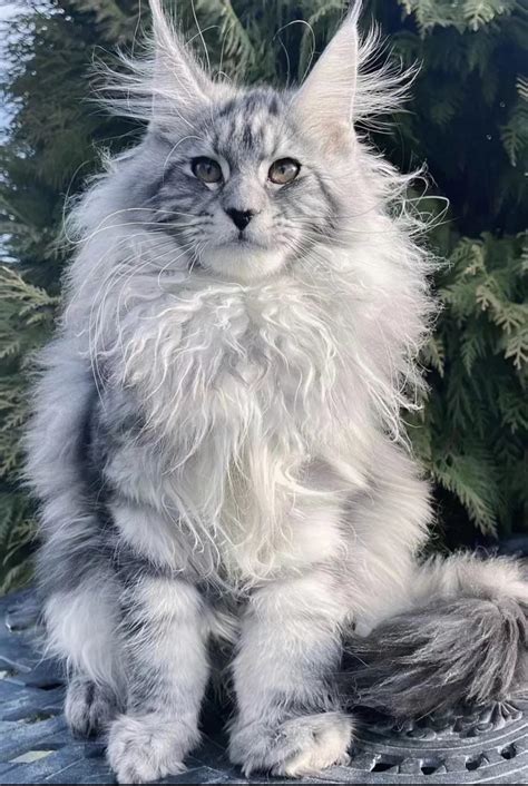 1560 best Maine Coon Cat images on Pholder | Mainecoons, Cats and Aww