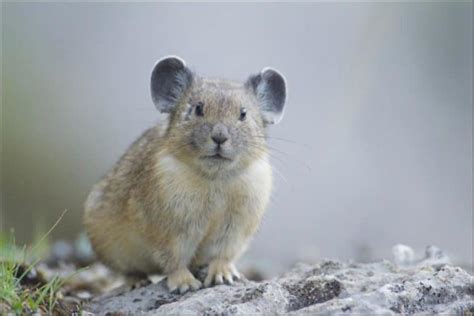 Pika Pictures - AZ Animals