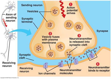 Neurotransmitter – The Nerve Impulse