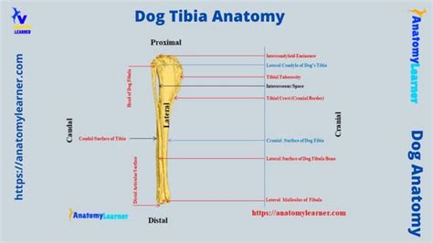 Dog Tibia Anatomy - Canine Leg Bone, Muscle, and Vessels » AnatomyLearner >> The Place to Learn ...