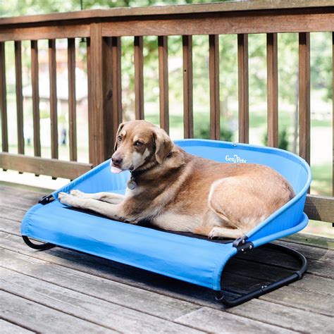 The Cool-Air Dog Cot An Outside Dog Bed to Use Anywhere