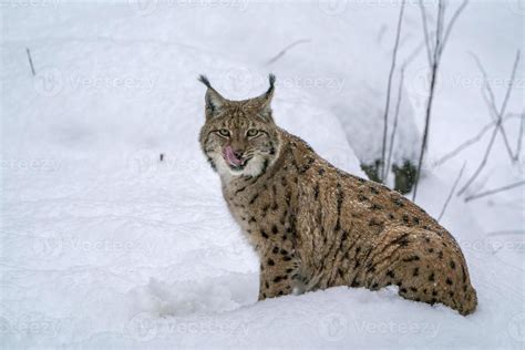 lynx in the snow portrait 18803947 Stock Photo at Vecteezy