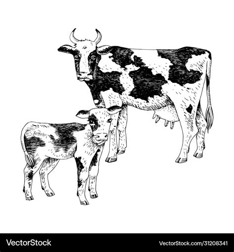 Spotted cow and calf farm animals familie Vector Image