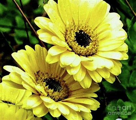 Yellow Gerber Daisies Photograph by Hazel Holland - Pixels