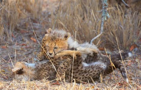 Cheetah (Acinonyx Jubatus) Cubs Stock Photo - Image of playful, baby: 12188540