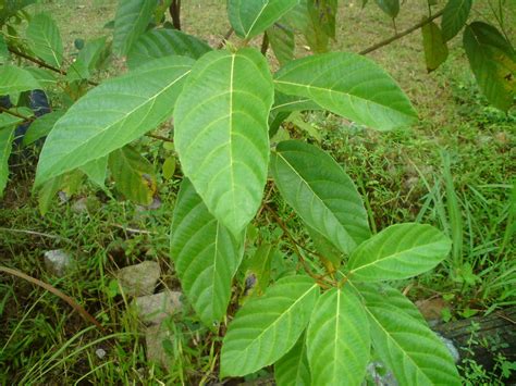 pokok herba,bunga, ulaman dan segala jenis tumbuhan: pengumuman ...