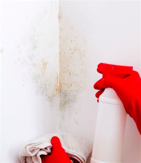 Mould Cleaning Sydney | Best Sydney Mould Cleaning Services