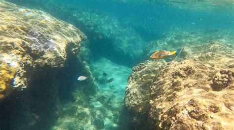 Don’t Miss the 5 Best Snorkeling Spots on Kauai (with maps, directions, and tips) - The Hawaii ...