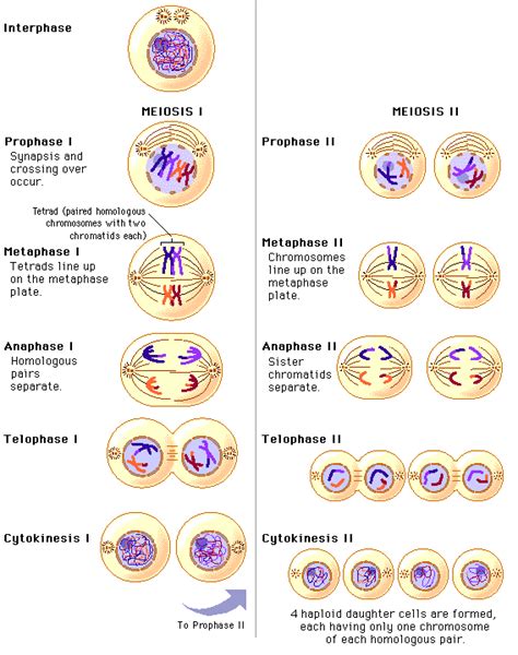 Genectics | Grade 11 Biology