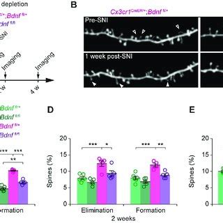 Validation of microglial Bdnf through RNAscope fluorescence in situ... | Download Scientific Diagram