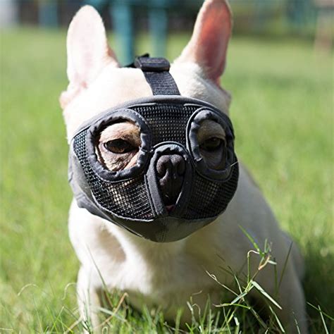 How to Comfortably Fit a Muzzle on Your French Bulldog