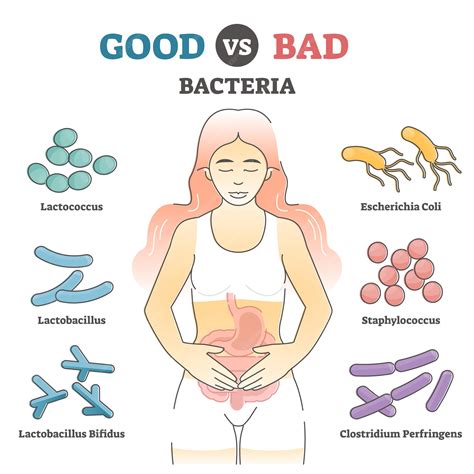 Premium Vector | Good vs bad bacteria as gut flora examples in ...