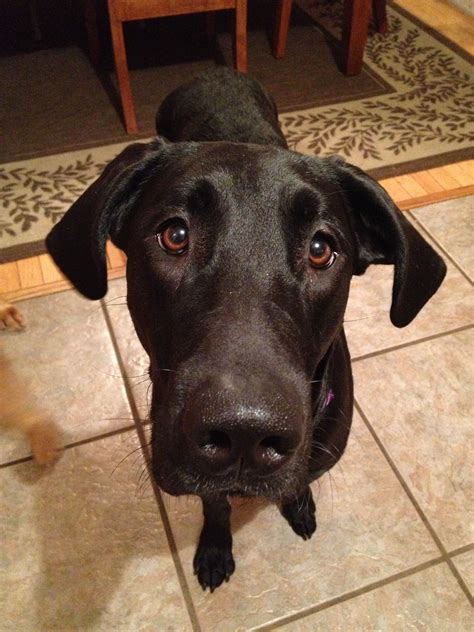 Great Dane Golden Retriever Mix | Puppy stages, Retriever mix, Lap dogs