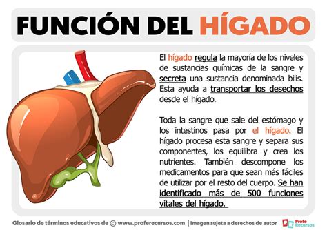 Función del Hígado