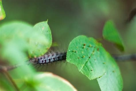 Gypsy Moth Damage Stock Photos, Pictures & Royalty-Free Images - iStock