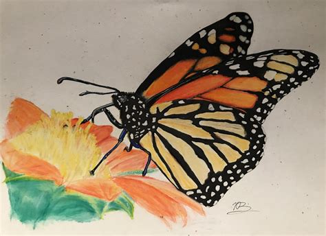 Butterfly Drawing Colour Pencil