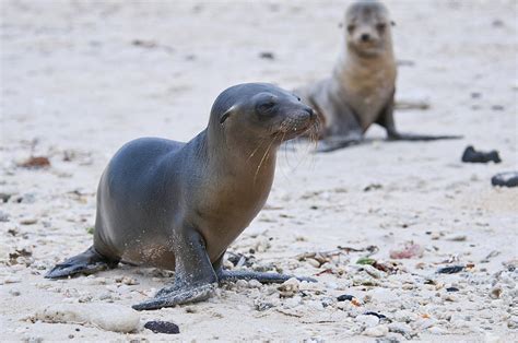 Sea Lion Pups by Marina Krasnovid