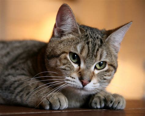 Top 10 best cat breeds in the world - Top 10