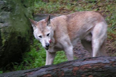 The Scary Beasts of Australia - Fathom