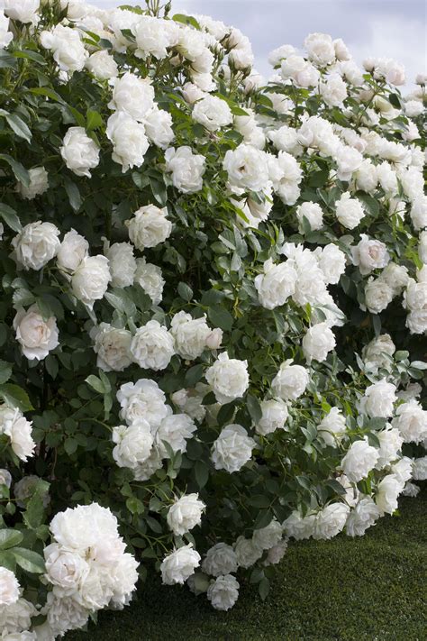 Icecap Rose - Monrovia - Icecap Rose | Landscaping with roses, Fast growing shrubs, Growing shrubs