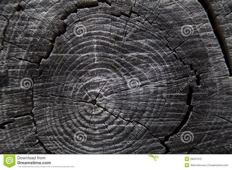 Close Up of Tree Trunk Rings Stock Photo - Image of hewn, annual: 28291512