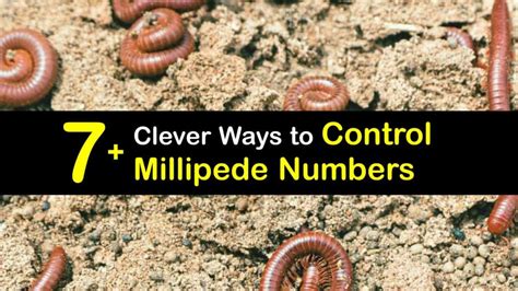 Avoid Attracting Millipedes - What You Should Know