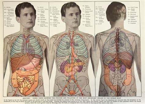 Vintage 1950s Print Human Anatomy Illustration Physiology Organs X-ray ...