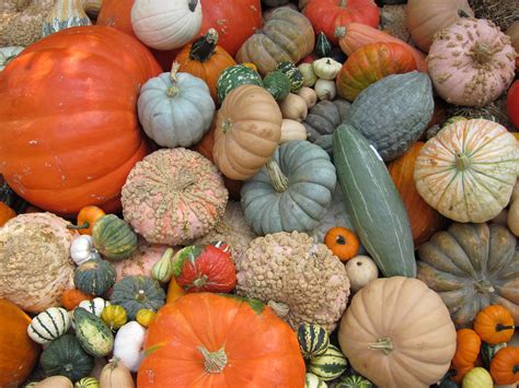 Free Gourds and Pumpkins Stock Photo - FreeImages.com