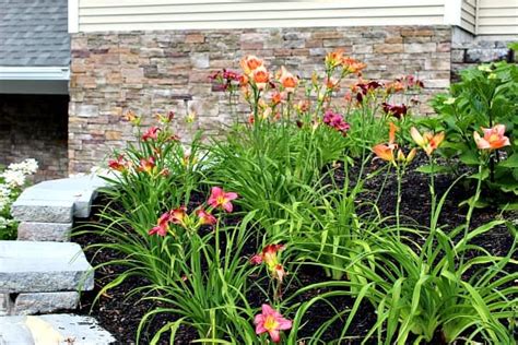 Daylilies: Care, Maintenance, and Uses - Plant for Success