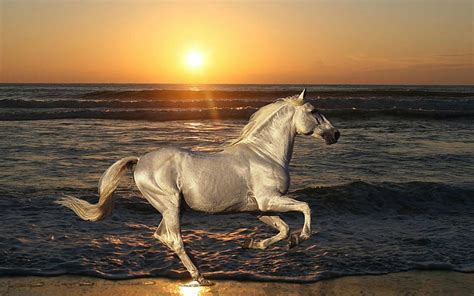 HD wallpaper: Horse Sunset Beach HD, animals | Wallpaper Flare