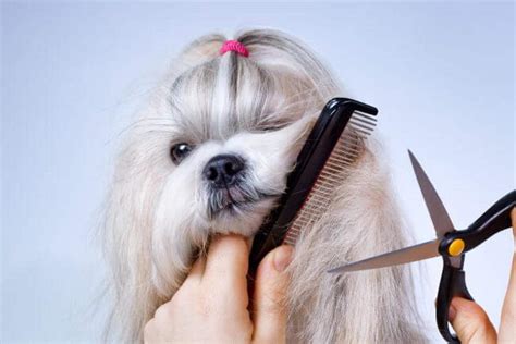 How to Cut a Shih Tzu's Face