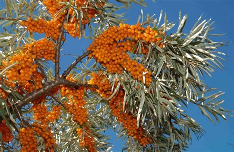 Sea Buckthorn Tree's, Seabuckthorn Plants & Shrubs