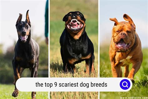 The Top 9 Scariest Dog Breeds (Scary!) With Photos - Oodle Life