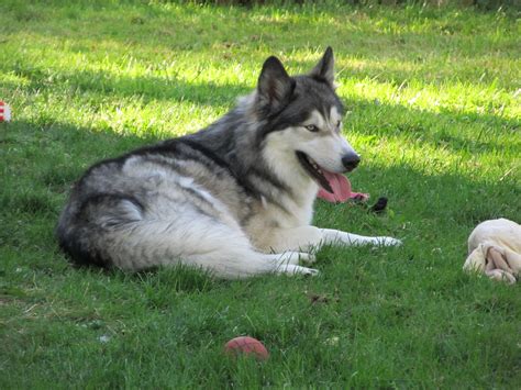 Timber, our Alaskan Malamute/Siberian Husky mix rescued male ...