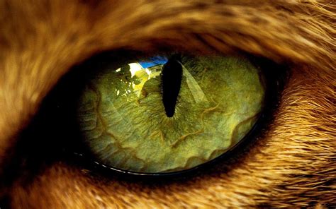 Animal Eyes Wallpapers - Top Free Animal Eyes Backgrounds - WallpaperAccess