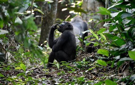 Congo Wildlife – Ramdas Iyer Photography