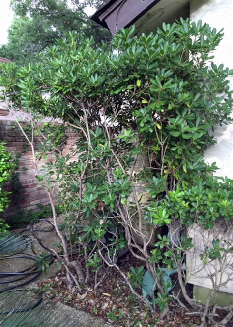 Pruning won’t kill pittosporum, but think twice about saving it