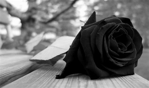 Black Rose Wallpapers Images Photos Pictures Backgrounds