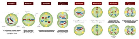 Meiosis - Wikipedia bahasa Indonesia, ensiklopedia bebas