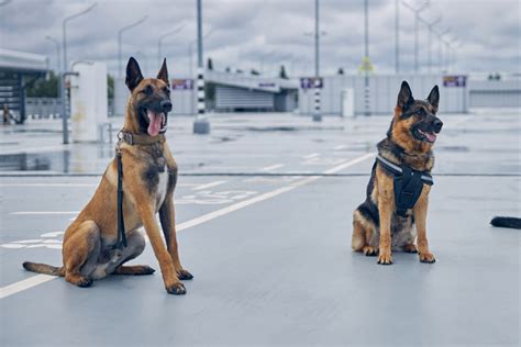 Belgian Malinois vs. German Shepherd: Quick Tricks to Tell Them Apart