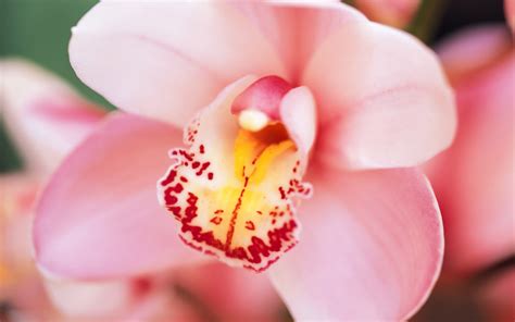 Orchids Wallpapers | Best Wallpapers