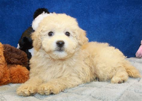 Malti Poo Puppies For Sale - Long Island Puppies