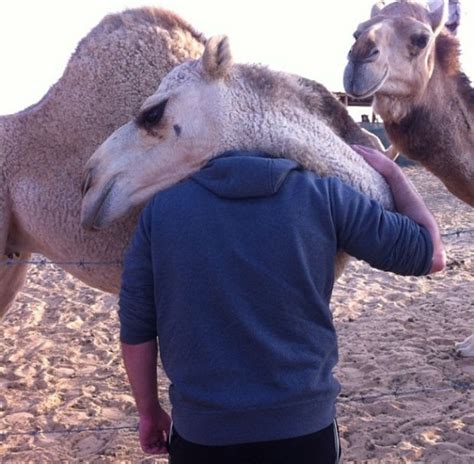 21 Animals hugging humans to cheer up your day - Gallery | eBaum's World