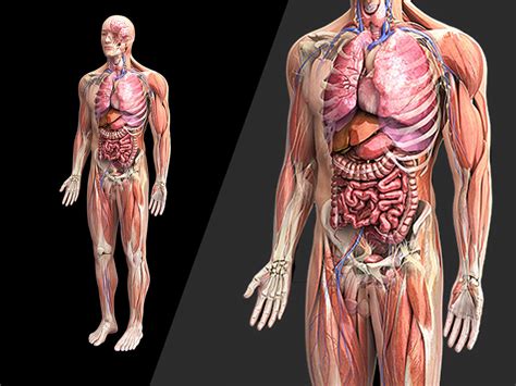 Zygote::Human 3D Male Anatomy Model | Medically Accurate body