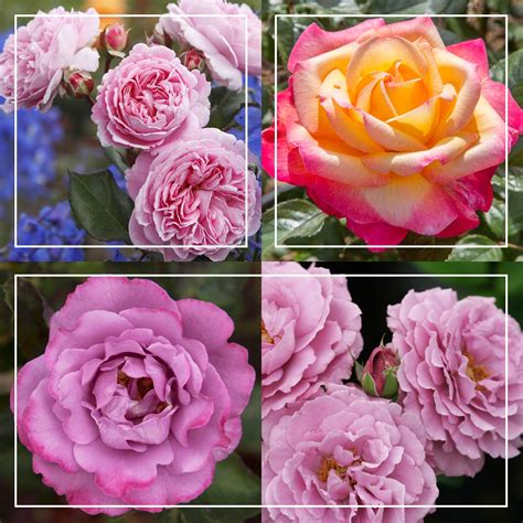 Fragrant Favorites Collection – Heirloom Roses