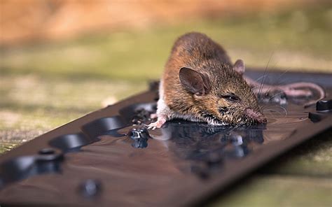 How Effective Are Glue Traps for Prosper Mice Anyway - Stampede Pest ...